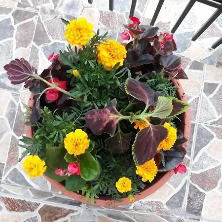 Privat bolig Pensiunea Io-mara *